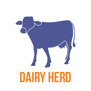 Dairy herd